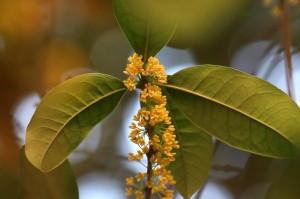 探秘桂花的多彩世界（从白到红，从黄到绿，桂花的色彩缤纷）