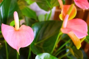 海芋花期及观赏指南（了解海芋，享受盛夏的美丽）