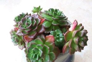 如何应对以蒂亚徒长？（探索有效的治疗方法，恢复健康生活）