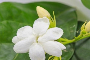 无私的爱——讲述一种花的花语（以爱之名，传递着真挚情感）