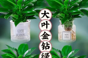 大叶金钻养护全指南（打造绿意盎然的大叶金钻园林）