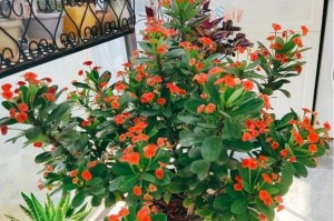 虎刺养护全指南（从挑选到养护，教你让虎刺长得更好）