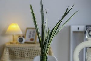 虎皮兰的养殖知识（水养虎皮兰的方法和注意事项）