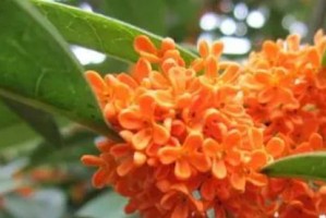 桂花的多彩世界（探索不同颜色的桂花之美）