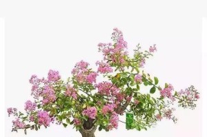 盆栽紫荆花养护全攻略（打造美丽室内花园，从盆栽紫荆花开始）