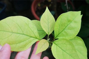 三角梅叶子黄了怎么办？（黄叶子可能原因和治疗方法）