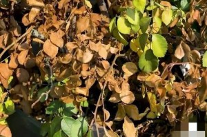 如何识别花盆缺水（掌握这个，让你的植物茁壮成长）