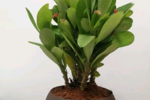 如何成功养殖铁杆海棠（培育健康铁杆海棠的关键技巧）