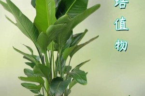 了解天堂鸟属于什么植物类型（探索天堂鸟的奇妙世界）
