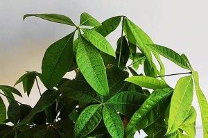 掉叶的发财树怎么办？（解决发财树持续掉叶问题的方法和建议）