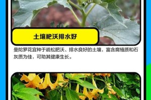 曼陀罗花不长的原因及处理方法（解决曼陀罗花不长的问题，让花儿健康茁壮）