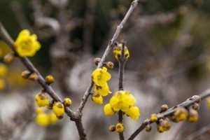 春雨到底喜阴还是喜阳？（探究春雨的生长习性，了解其喜阳或喜阴的原因）