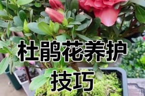 杜鹃花施肥技巧（探索杜鹃花肥料使用方法，助您打造繁盛花园）