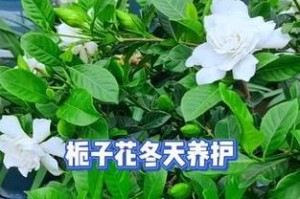家里桅子花的养护之道（打造健康美丽的家居盆栽，从桅子花开始）