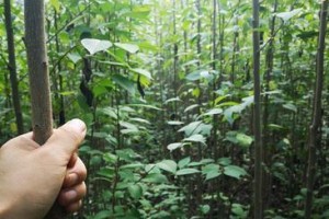 杜仲种子的种植方法（从选种到成树，杜仲种子种植全过程！）