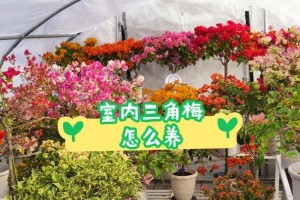 室内三角梅的养殖技巧（打造美丽室内花园，让三角梅焕发绚烂光彩）