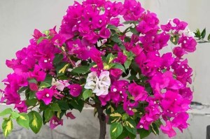 盆栽叶子花的冬季养护指南（让你的盆栽叶子花安全度过寒冷的冬天）