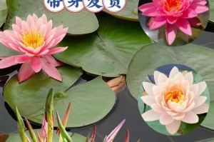 水养睡莲的施肥技巧（让睡莲盛开无比的肥料选择与使用）