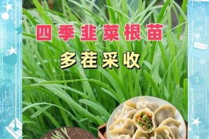 韭菜繁殖全指南（繁殖方法和注意事项）