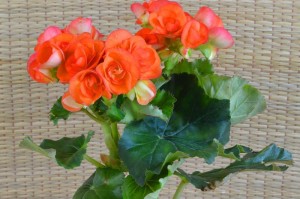 打造清凉花园，四季海棠夏日养护必备（从栽种到施肥，一步步教你打理四季海棠）