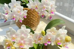 蝴蝶兰种植全攻略（如何让蝴蝶兰在家中健康茁壮成长）