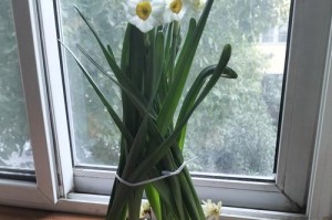 水仙花的培植技巧及注意事项（从小白变绿手指，打造美丽水仙花园）
