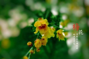 红腊梅花虫害防治指南（如何有效应对红腊梅花虫害，保护花卉健康）