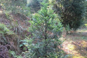 红豆杉可种植在院子里吗？（红豆杉的特点及适宜种植条件）