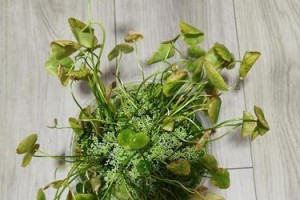 铜钱草叶子长白斑怎么办？解决方法大揭秘！（铜钱草白斑问题的原因分析与有效治疗方法）