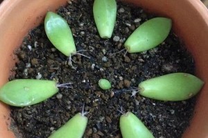 探索肉肉植物品种的种植方法与特点（以增加产量为导向，探索肉肉植物的种植技术与管理方法）