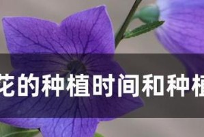 卷心菜种植指南（时间、方法、关键技巧，让你轻松打造高产田园）