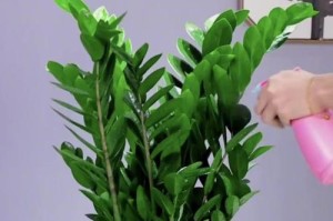 如何养护金钱树，使其茂盛生长（种植金钱树的关键技巧与注意事项）