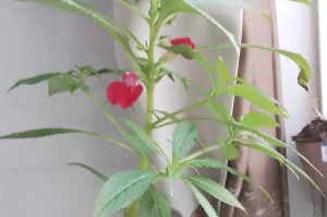 凤仙花的种植技巧（以凤仙花怎么撒种为主题的种植指南）