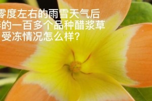紫叶酢浆草的冬季保养指南（让紫叶酢浆草健康度过寒冷的冬天）