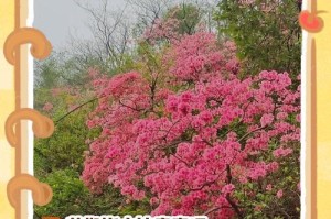 如何正确浇水杜鹃花，让它健康茁壮（培养美丽的杜鹃花，从正确浇水开始）