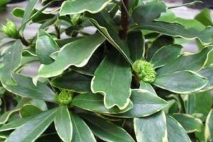 金边瑞香的养护与繁殖技巧（打造花香四溢的瑞香花园）
