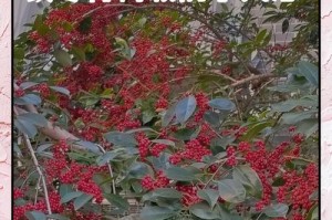 冬季养护技巧（探索铁树养护的关键方法，让你的植物在冬季茁壮成长）