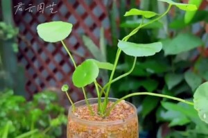 铜钱草养护指南（学会科学养护，让铜钱草欣欣向荣）