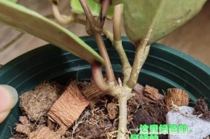 蕙兰开始烂根的处理方法（如何修复受损的蕙兰根系）