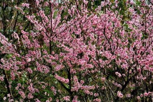 杨桃树开花结果的季节与时间（探究杨桃树的花期、结果期及其生长特点）