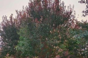 从叶子上看，海棠树苗并非新挖（探寻海棠树苗长势的秘密，从叶子出发）