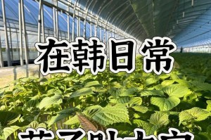 苏子种植全攻略（掌握时间、方法与技巧，盘活田园资源）