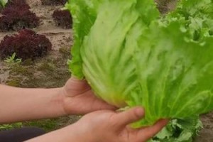 西生菜种植的时间和方法（如何栽培西生菜？种植技巧大揭秘）