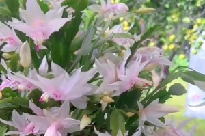 如何处理蟹爪兰黄斑落叶问题（蟹爪兰叶子出现黄斑该如何处理）