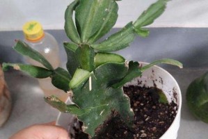 嫁接蟹爪兰的换盆技巧（提升蟹爪兰生长效果的关键步骤和注意事项）
