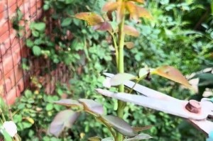家里养花起腻虫怎么办？（有效方法防治家中花卉病虫害，让花养得更好）