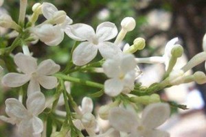 如何在家里养好丁香花（家庭养法，让你轻松打造丁香花盆景）