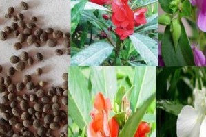以凤仙花种子怎么结果的全面指南（种植凤仙花的关键步骤和技巧）