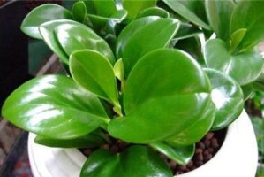 植物豆瓣养护指南（了解豆瓣的特点和养护技巧，打造绿意盎然的空间）
