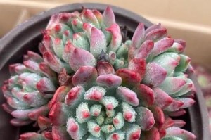 蓝苹果多肉的养殖方法（打造精美的多肉花园，让蓝苹果多肉成为焦点）